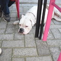 honden foto Dushi 