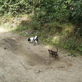 honden foto 