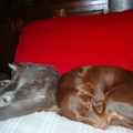 honden foto Liefde is... Samen slapen!
