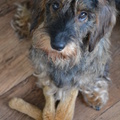 honden foto 
