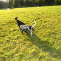 honden foto 