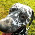 honden foto 