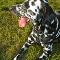 honden foto 