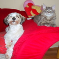 honden foto Big Friends