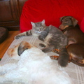 honden foto Vrienden voor het leven