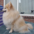 honden foto Cloudy 