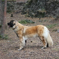 honden foto Showpose! (1 jaar, 10 maanden, 3 weken oud)