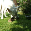 honden foto Aan de pens.