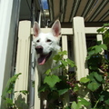 honden foto Shanti vanaf het balkonnetje richting de tuin. 