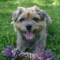 honden foto 