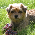 honden foto 