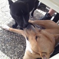 honden foto Buddha met zn grote liefde :)