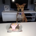 honden foto Mn knappe ventje alweer 2 jaar!
