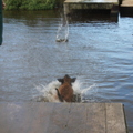 honden foto 