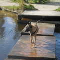 honden foto 