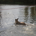 honden foto 