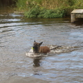 honden foto Knappert...