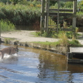 honden foto 