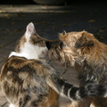 honden foto 