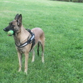 honden foto 
