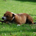 honden foto prada