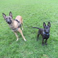 honden foto Onze meisjes