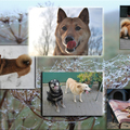 honden foto Bewerkt voor Bipke