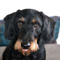 honden foto 