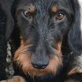 honden foto 