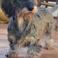 honden foto 