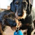 honden foto 
