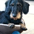 honden foto 