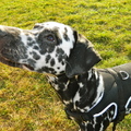 honden foto 