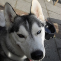honden foto lunch bij Haje restaurants