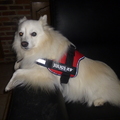 honden foto 