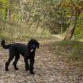 honden foto 