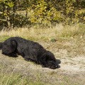honden foto 