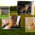 honden foto 