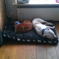 honden foto 