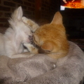 honden foto Shiva met Milo
