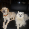 honden foto Zora en Flynn