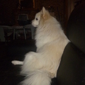 honden foto Aandachtig kijken naar tv