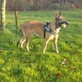 honden foto 