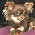 honden foto <3