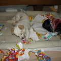 honden foto 