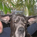 honden foto dombo