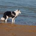 honden foto 9 maanden - golven pakken!