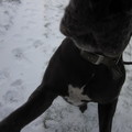 honden foto 