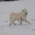honden foto Tybor vanmorgen parmantig in de sneeuw,zo echt van, wat gaan we doen.
