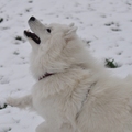 honden foto Die sneeuw komt ook van boven......